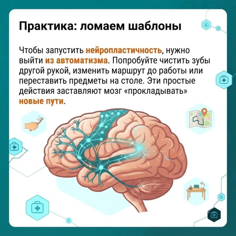 Мозг устроен невероятно красиво: это не застывший компьютер, а живая, постоянно меняющаяся экосистема Мозг устроен невероятно красиво: это не застывший компьютер, а живая, постоянно меняющаяся экосистема