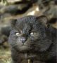Редкая черная кошка, которую удалось запечатлеть ученым