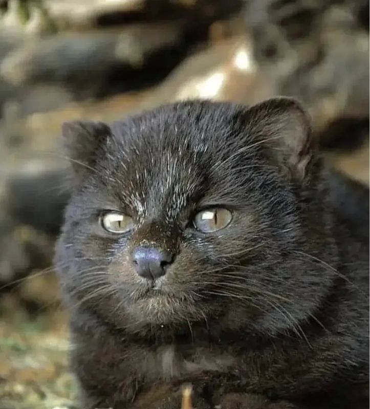 Редкая черная кошка, которую удалось запечатлеть ученым