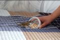 Воробьёв с редким окрасом сосчитают новосибирцы