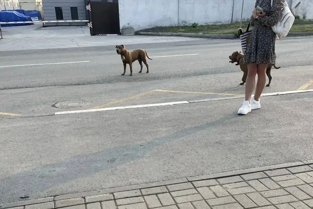 «Дети боятся выходить одни»: новосибирцы пожаловались на трех агрессивных стаффов, бегающих на улице без намордников