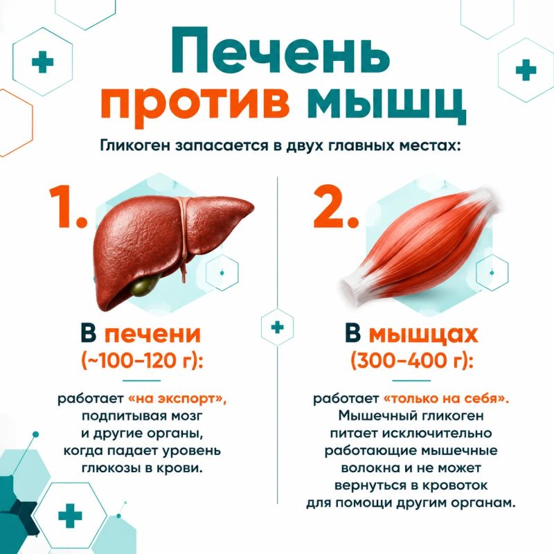 Что общего у марафонца, человека на диете и вашей печени? Все они зависят от полимера глюкозы, который называется гликогеном Что общего у марафонца, человека на диете и вашей печени? Все они зависят от полимера глюкозы, который называется гликогеном