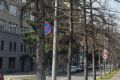 Аллея 60-летних лиственниц вдоль Центрального парка по улице Мичурина поредеет на 64 дерева