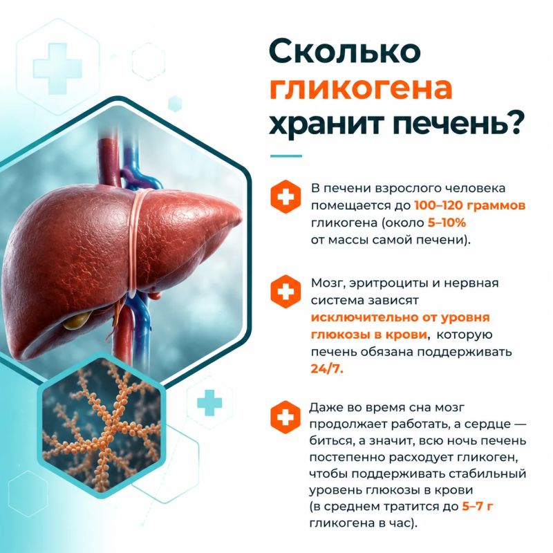Что общего у марафонца, человека на диете и вашей печени? Все они зависят от полимера глюкозы, который называется гликогеном Что общего у марафонца, человека на диете и вашей печени? Все они зависят от полимера глюкозы, который называется гликогеном