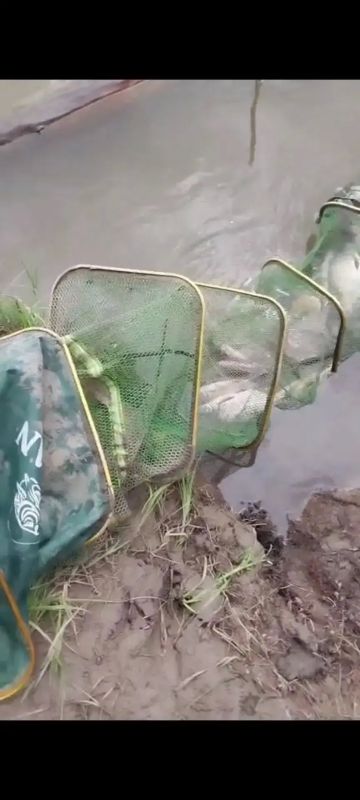 В Новосибирской области прокурором в суд направлено уголовное дело по обвинению мужчины в незаконном добыче и хранении рыбы, занесённой в Красную книгу РФ В Новосибирской области прокурором в суд направлено уголовное дело по обвинению мужчины в незаконном добыче и хранении рыбы, занесённой в Красную книгу РФ