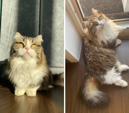 Помогите найти кота!. В Новосибирске хозяйка ищет пропавшего питомца