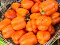 Как пренебрежение формировкой перца может обернуться потерей урожая