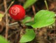 Необычная ягода, которая напоминает клопов