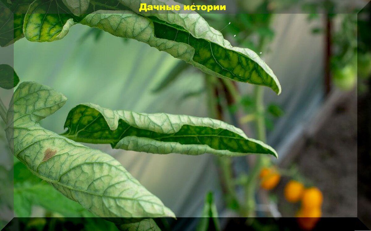 Август в огороде: как спасти томаты от болезней и ускорить их созревание