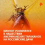 Информация о массовой атаке пятисантиметровых американских тараканов на частные домовладения в России вызвала скепсис у биолога Романа Хряпина