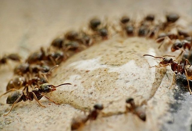 Эффективные способы борьбы с муравьями в доме: проверенные методы