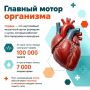 Сердце работает без перерывов и выходных