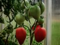 Как сохранить любимые сорта томатов: секреты успешного сбора семян