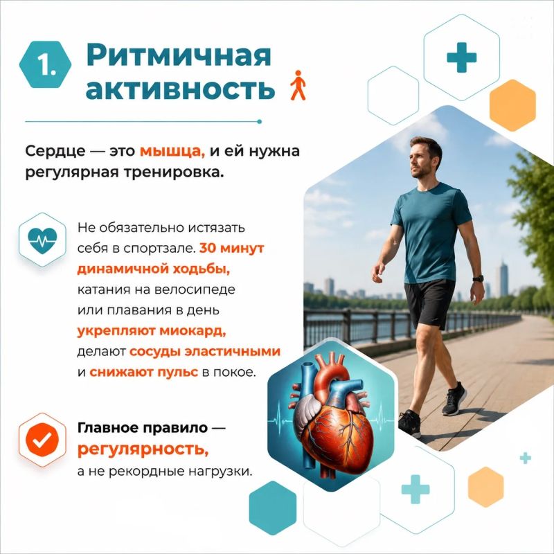 Наше сердце работает без перерывов и выходных, прокачивая тысячи литров крови каждый день
