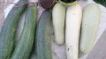 Кабачковая икра по советскому рецепту: как быстро и просто сделать вкусную закуску