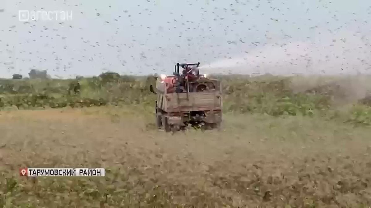 Нашествие саранчи в Дагестане