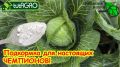 Как правильно подкармливать капусту для рекордных урожаев