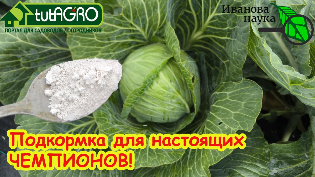 Как правильно подкармливать капусту для рекордных урожаев
