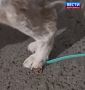 Освободили лапу. К новосибирским спасателям обратилась взволнованная хозяйка с красавицей хаски: металлический карабин от поводка застрял на лапке собаки, прямо среди подушечек