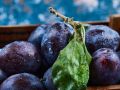 Как защитить сливы от гнили: советы и препараты