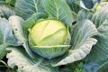 Капуста Слава: проверенное время настоящего вкуса и отменного урожая