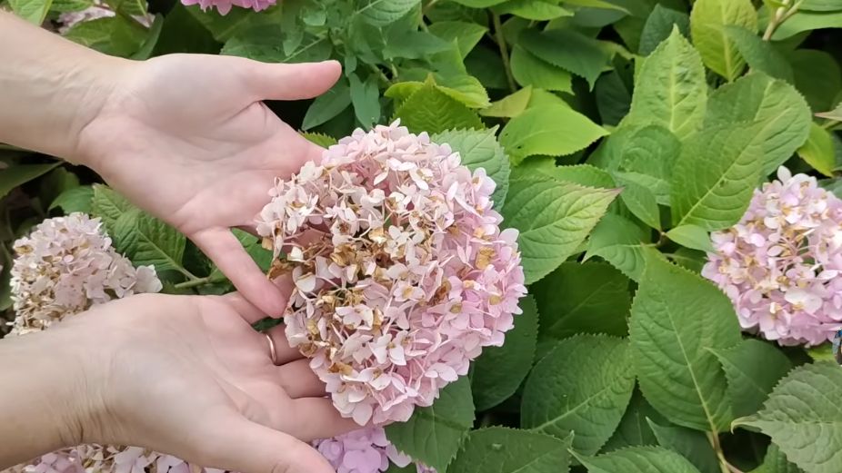Секреты августовского цветения гортензий: как добиться пышных соцветий до октября