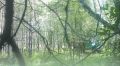 Фотоловушка поймала «черных лесорубов» с поличным в Новосибирской области