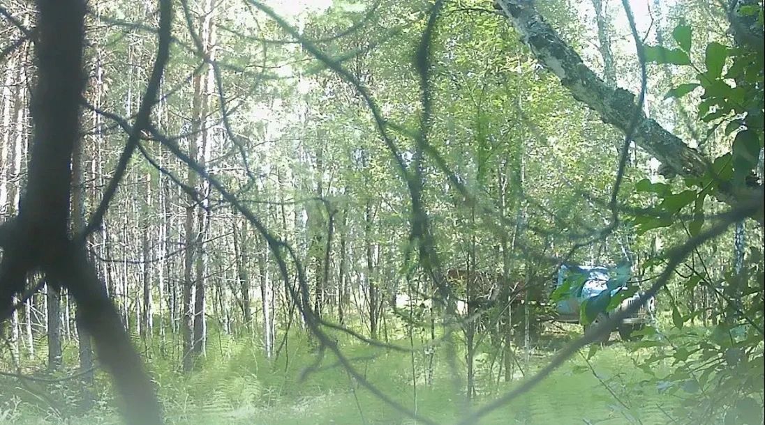 Фотоловушка поймала «черных лесорубов» с поличным в Новосибирской области