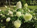 Вы только посмотрите на эту красоту в Центральном парке Новосибирска