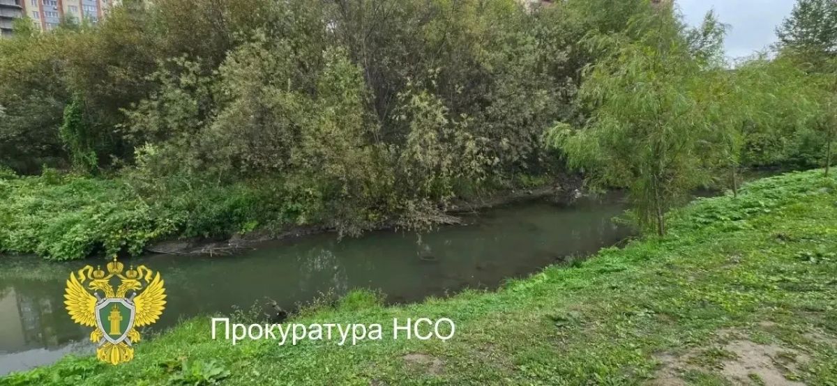 В Новосибирске прокуратура проводит проверку по факту массовой гибели уток в парке «Каменка» В Новосибирске прокуратура проводит проверку по факту массовой гибели уток в парке «Каменка»