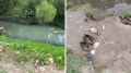 Утки массово гибнут на реке Каменка