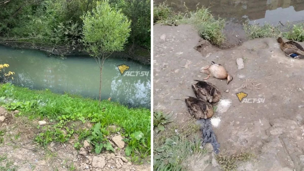 Утки массово гибнут на реке Каменка