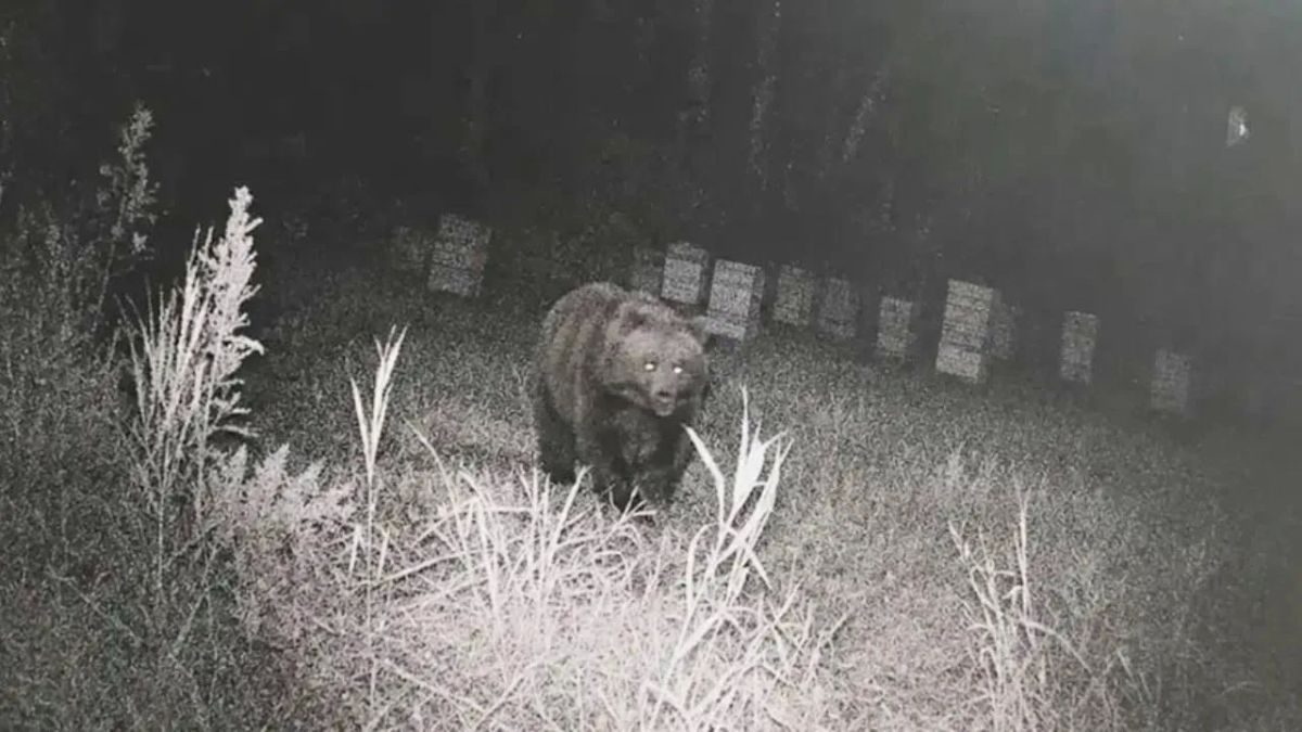 Медведь попал в фотоловушку пасечника