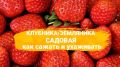 Сладкое искусство: секреты успешного выращивания клубники