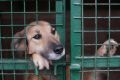 В России появится госсервис, где можно будет взять питомца из приюта