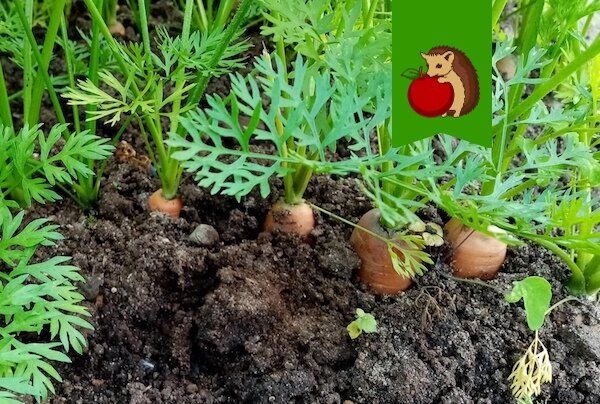 Ошибки в уходе за морковной грядкой: как сохранить урожай до уборки?