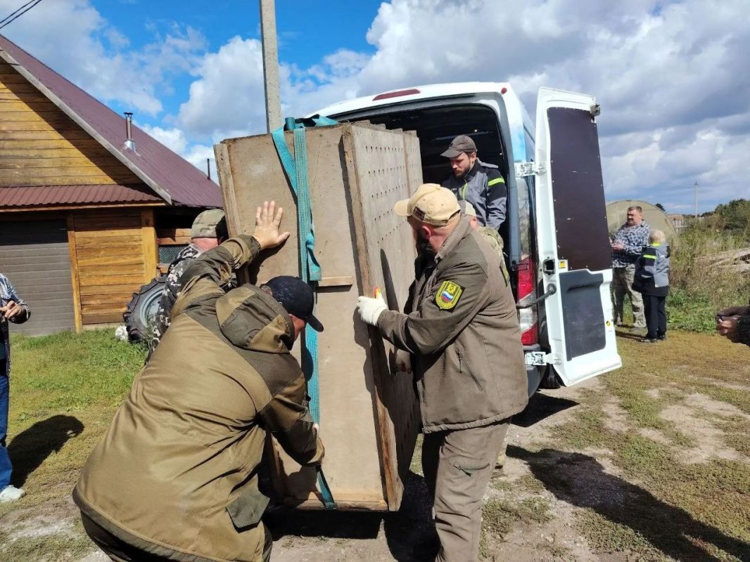 В Сузунский заказник выпустили лосей, родившихся в Новосибирском зоопарке В Сузунский заказник выпустили лосей, родившихся в Новосибирском зоопарке