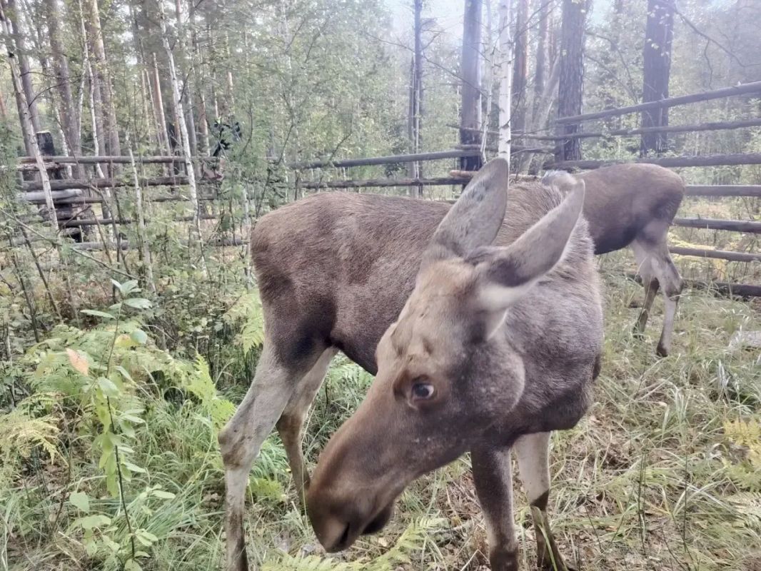Добро пожаловать домой, малыши! В Сузунский заказник переехали два годовалых лося Добро пожаловать домой, малыши! В Сузунский заказник переехали два годовалых лося