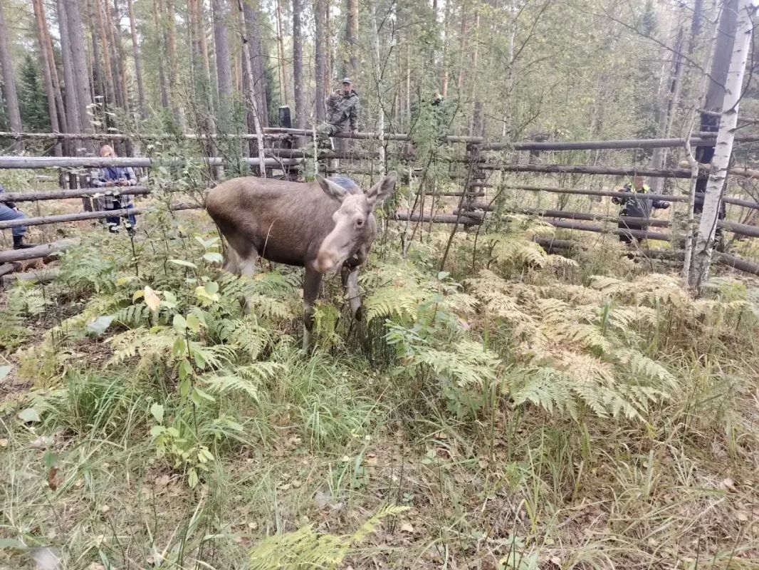 Добро пожаловать домой, малыши! В Сузунский заказник переехали два годовалых лося Добро пожаловать домой, малыши! В Сузунский заказник переехали два годовалых лося