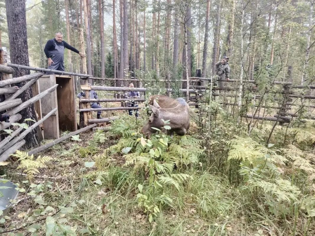 Добро пожаловать домой, малыши! В Сузунский заказник переехали два годовалых лося Добро пожаловать домой, малыши! В Сузунский заказник переехали два годовалых лося