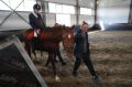 Новую площадку открыли в новосибирской школе по конному спорту