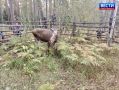 Из зоопарка на волю. Два годовалых лося, родившихся в новосибирском зоопарке, сменили городскую прописку на лесную
