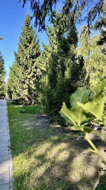 В Театральном сквере Новосибирска высадили шестиметровые ели В Театральном сквере Новосибирска высадили шестиметровые ели