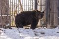 Медведя увидели вблизи детского лагеря «Незабудка» под Куйбышевым
