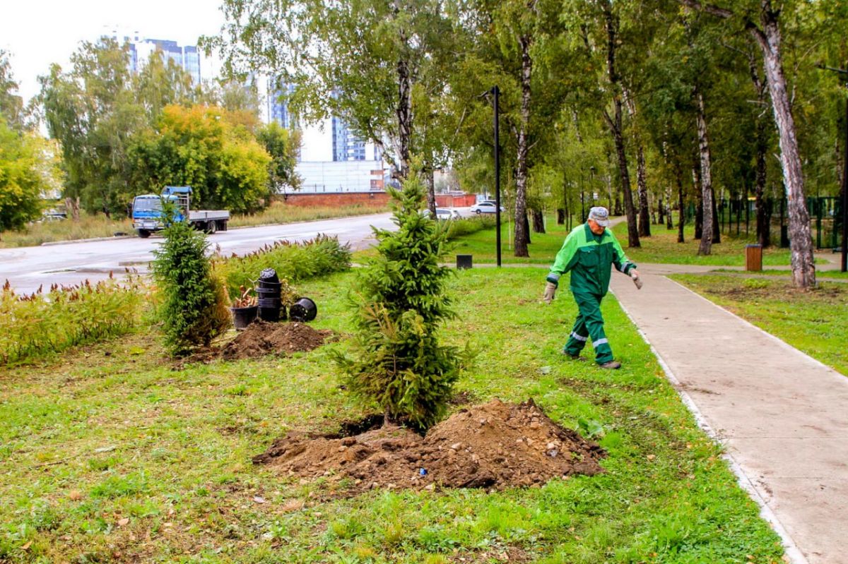 Необычные берёзы с висячими ветвями высадили в сквере героев Донбасса Необычные берёзы с висячими ветвями высадили в сквере героев Донбасса