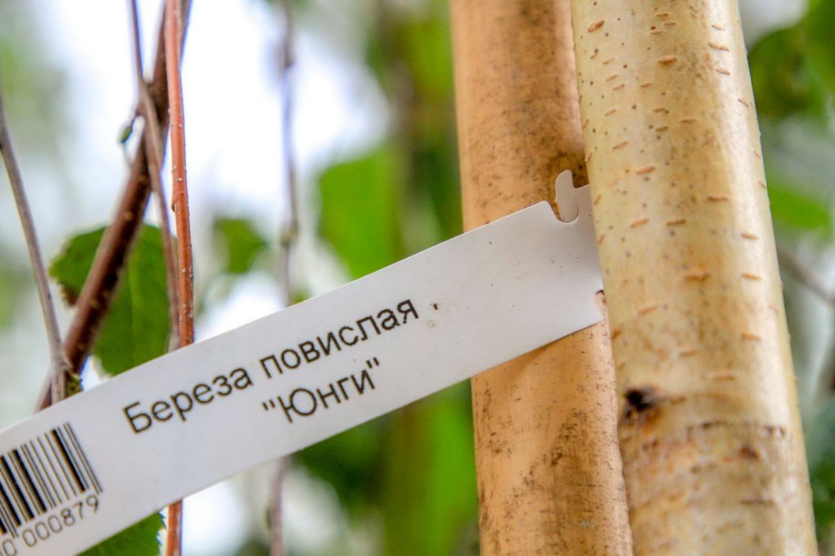 Необычные берёзы с висячими ветвями высадили в сквере героев Донбасса Необычные берёзы с висячими ветвями высадили в сквере героев Донбасса