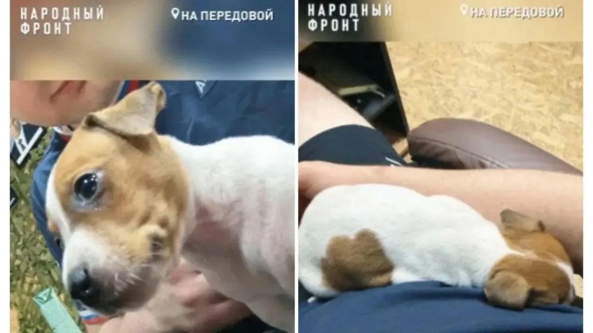 Маленькая Джесси отдала жизнь, спасая бойцов