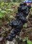 Грибная находка. Новосибирец гулял по району Новолуговое в поисках опят, а нашел необычный трофей