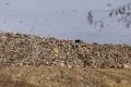 ����� �������� �������� ������ ��������� ��� ������������� � 2029 ����