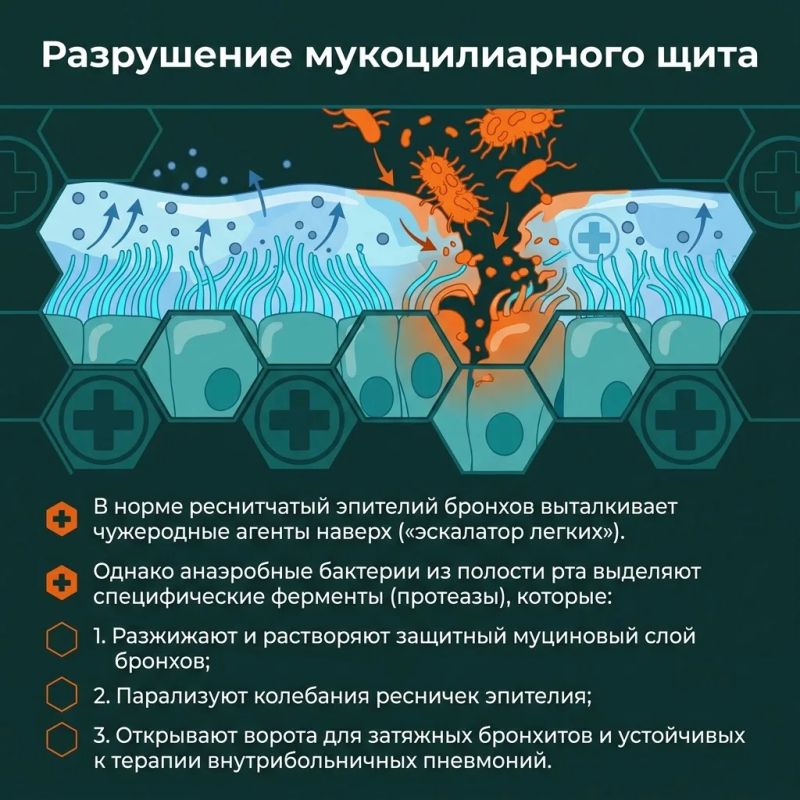 Мы привыкли лечить кашель сиропами, а пневмонию — антибиотиками, не задумываясь о том, откуда бактерии изначально попадают в легкие Мы привыкли лечить кашель сиропами, а пневмонию — антибиотиками, не задумываясь о том, откуда бактерии изначально попадают в легкие